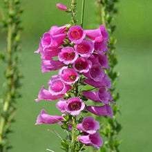 Digitalis Monstrosa large single foxglove flower seeds