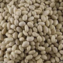 Navy Bean Seeds (Phaseolus vulgaris) valued by growers for home farming and backyard planting