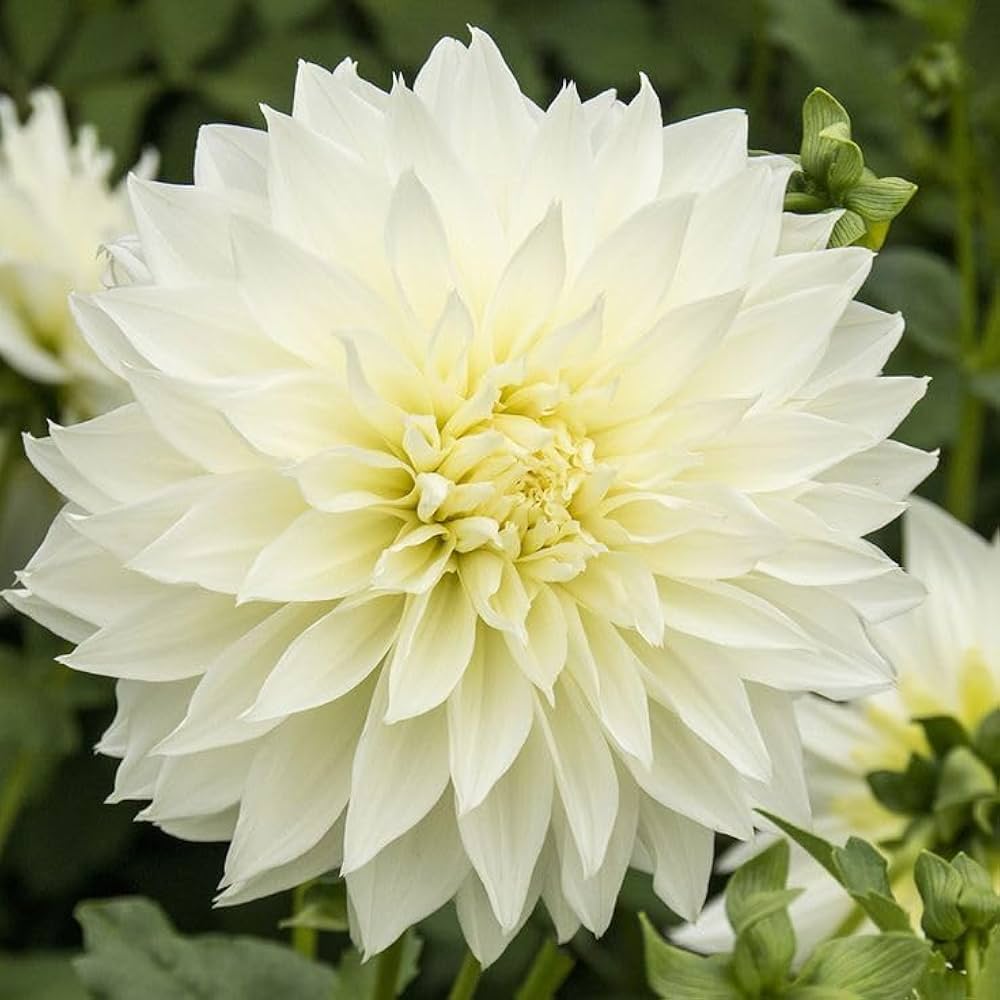 White dahlia flower seeds
