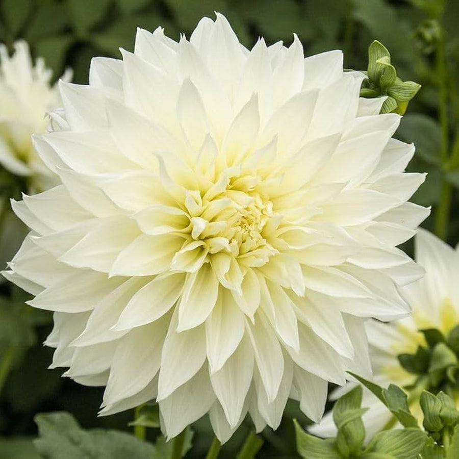 White dahlia flower seeds