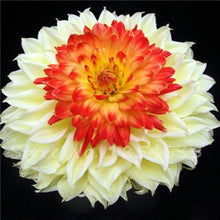 Dahlia Dahlia Pinnata White & Red Rare Flower Seeds for Planting – Beautiful Blooms for Bonsai and Outdoor Gardens