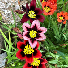 Red Sparaxis ��������� Sparaxis tricolor ��������� for planting in home garden and pots