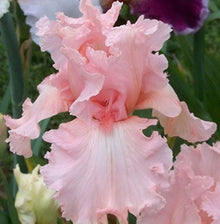 Pink Iris Seeds for growers seeking a long-blooming display