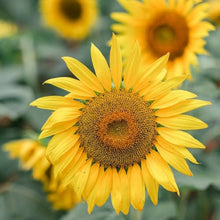 Maximillian Sunflower Seeds for growers seeking a long-blooming display