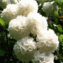 Hydrangea Hydrangea Macrophylla Mixed Seeds for growers establishing the Viburnum Borders
