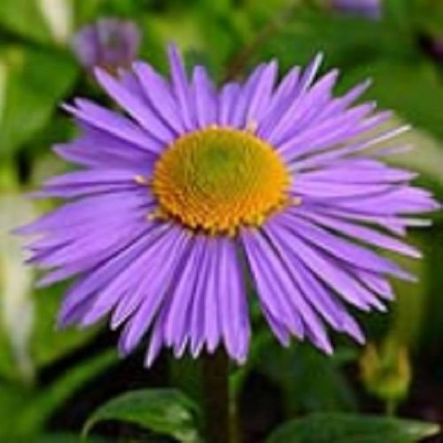 Alpine Aster ��������� Aster alpinus ��������� for home garden planting