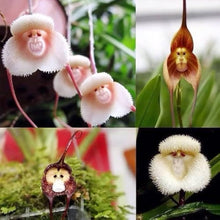Monkey Face Orchid Dracula Simia Seeds for a colorful addition to any planting