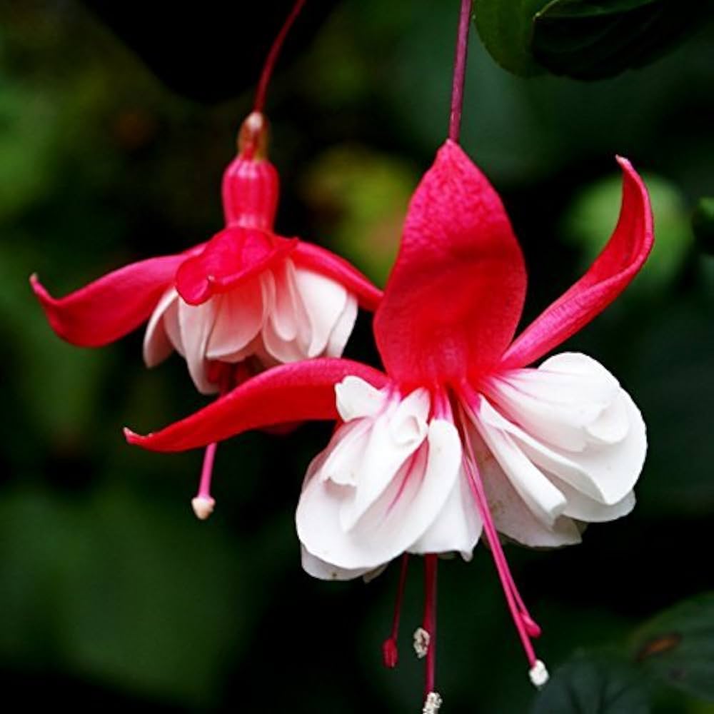 Red Fuchsia Dahlia Seeds