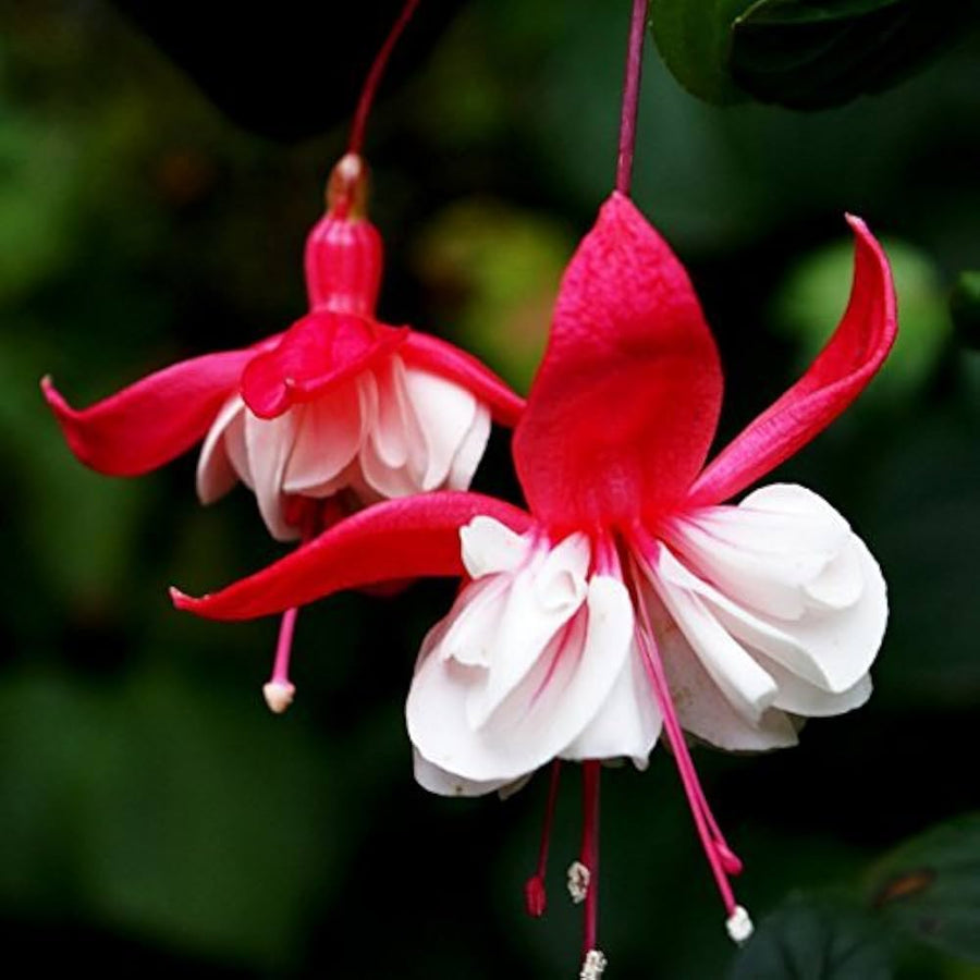 Red Fuchsia Dahlia Seeds