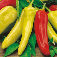 Ungarische Entbrennen Pepper Seeds known for spicy Hungarian Heat