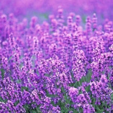 Lavender Bonsai Seeds for a fragrant addition to the Outdoor Gardens