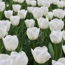 White Tulip Tulipa Gesneriana Seeds for colorful blooms in the Flower Bed & Home Garden