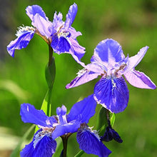Iris Flower ��������� Iris spp. ��������� for planting in blue white garden