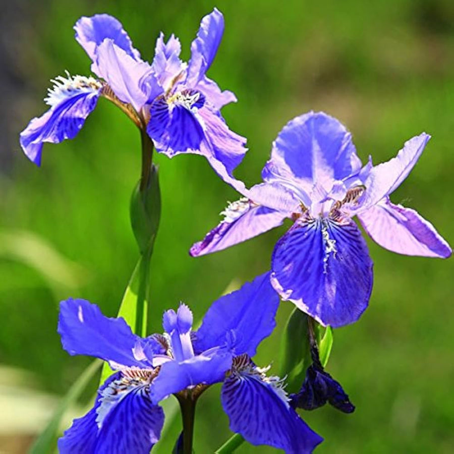 Iris Flower ��������� Iris spp. ��������� for planting in blue white garden