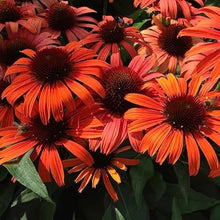 Coneflower Echinacea Purpurea Red Seeds for a bright addition to the Pollinator Medicinal Borders