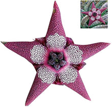 Stapelia Pulchella Seeds (Stapelia pulchella) for low-maintenance growing in the succulent rock garden and indoor pots