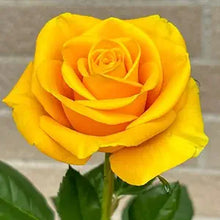 Rose Rosa Hybrida Yellow Black Flower Seeds for Planting – Striking Contrast for Flower Gardens and Borders