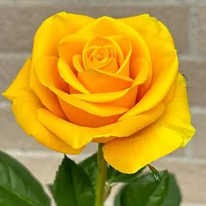 Rose Rosa Hybrida Yellow Black Flower Seeds for Planting – Striking Contrast for Flower Gardens and Borders