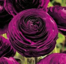 Ranunculus Ranunculus Asiaticus Seeds valued for backyard Cut Flower Displays