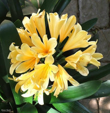 Clivia Seeds for growers seeking a long-blooming display