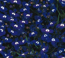 Lobelia Seeds (Lobelia erinus) for growers filling out the hanging baskets and pots