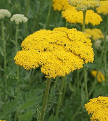 Yellow Yarrow Seeds (Achillea millefolium) for a bright addition to the Dry Flower Border