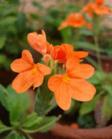Crossandra Seeds (Crossandra infundibuliformis) for growers filling out the shaded flower beds and borders