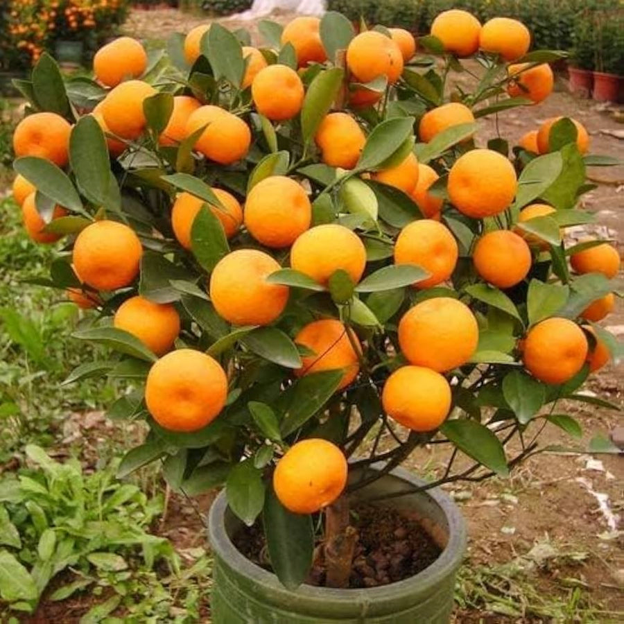 Mandarin Orange Citrus Edible Plant - for planting in home garden