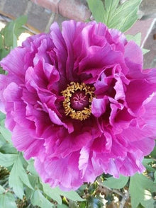 Purple Peony Seeds (Paeonia suffruticosa) for growers filling out the Flower Bed or Courtyard Garden