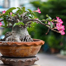 Mixed Desert Rose (Adenium obesum) for exotic perennial garden planting
