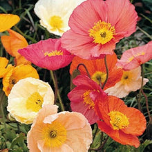 Giganteum Poppy Seeds (Papaver somniferum) for growers filling out the flower beds and wildflower gardens