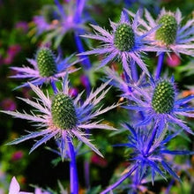 Sea Holly Eryngium Planum Seestechpalmen Blau Seeds prized for drought-Tolerant Landscaping