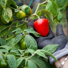 Manzano Chilli Pepper Seeds (Capsicum pubescens) for productive rows in the Vegetable Patch