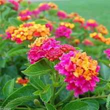Lantana Camara Seeds for growers filling out the Butterfly Gardens