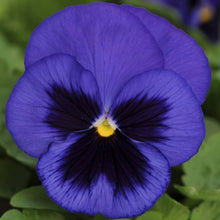 Bergwacht Pansy Viola Wittrockiana Seeds for growers seeking a long-blooming display