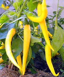 Sweet red pepper Seeds (Capsicum annuum) for a reliable harvest in the organic vegetable gardens