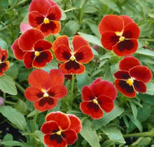 Pansy Seeds for reliable seasonal color