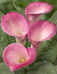 Calla Lily Seeds (Zantedeschia spp.) for a lasting display in the Flower Bed & Urban Garden