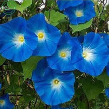Morning Glory ��������� Ipomoea tricolor ��������� for planting in vertical garden spaces