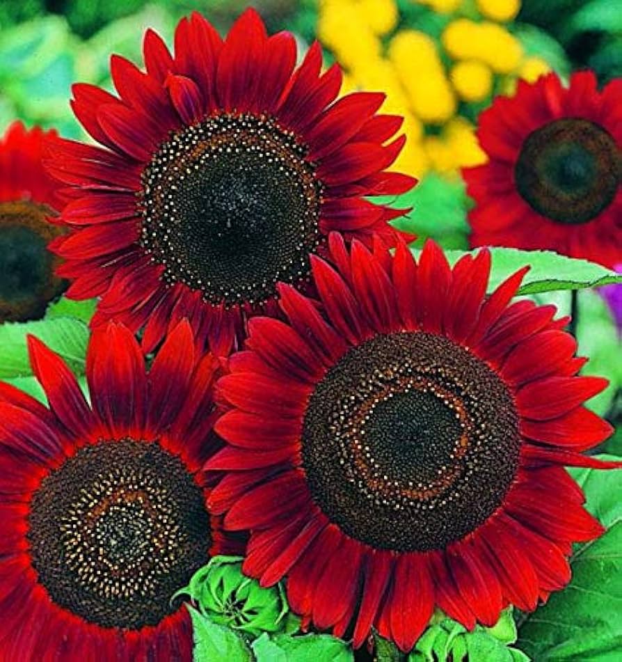 Red Fortune Sunflower Seeds â€“ Bold Red-Petaled Sunflowers for Sunny Borders