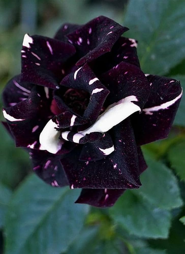 Pink and blue rose flower seeds