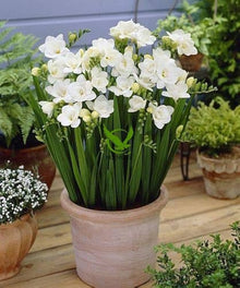 White Freesia Indoor Potted Seeds for gardeners building out beds and borders