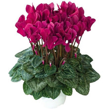 Cyclamen Seeds (Cyclamen spp.) for a bright addition to the Indoor Garden