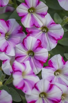 Petunia Seeds valued for light Purple Gardening