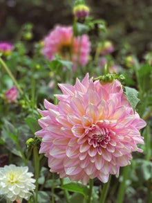 Dahlia Mixed Color Seeds for gardeners building out beds and borders
