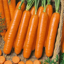 Little Fingers Carrot Seeds for home growers seeking a reliable harvest