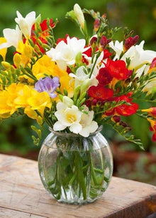 Freesia Freesia Refracta Seeds grown for home Fragrant Spring Displays