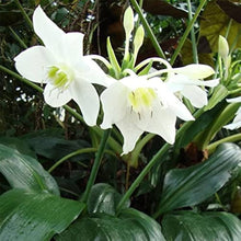 Germer Lily Seeds (Cardiocrinum giganteum) for growers filling out the perennial garden shady spots