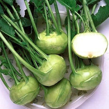 White Viennese Kohlrabi seeds