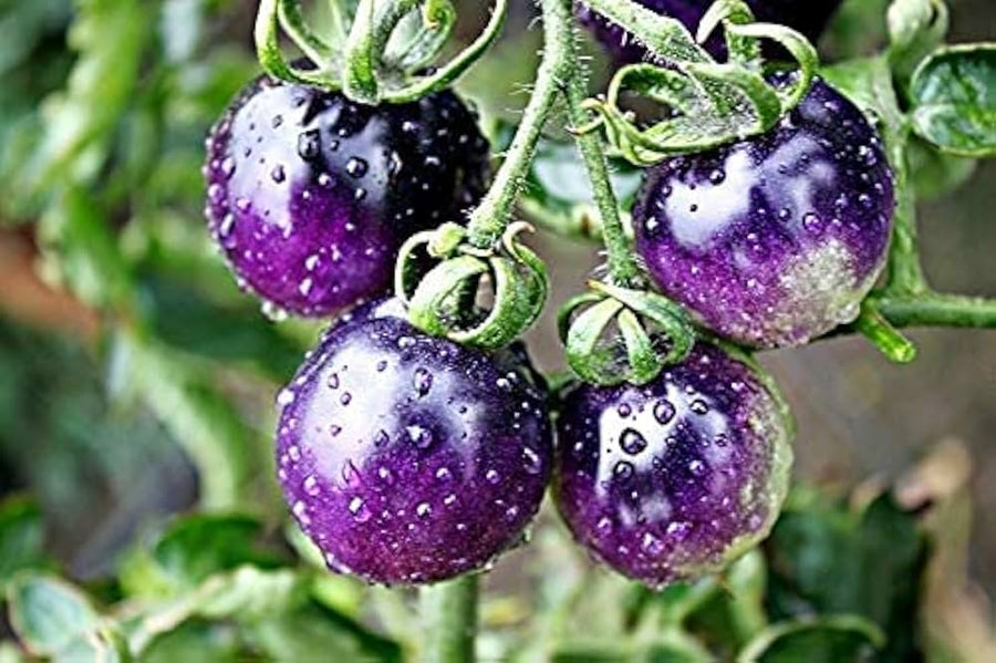 Blue Berries Tomato Seeds for Unique, Sweet Garden Tomatoes